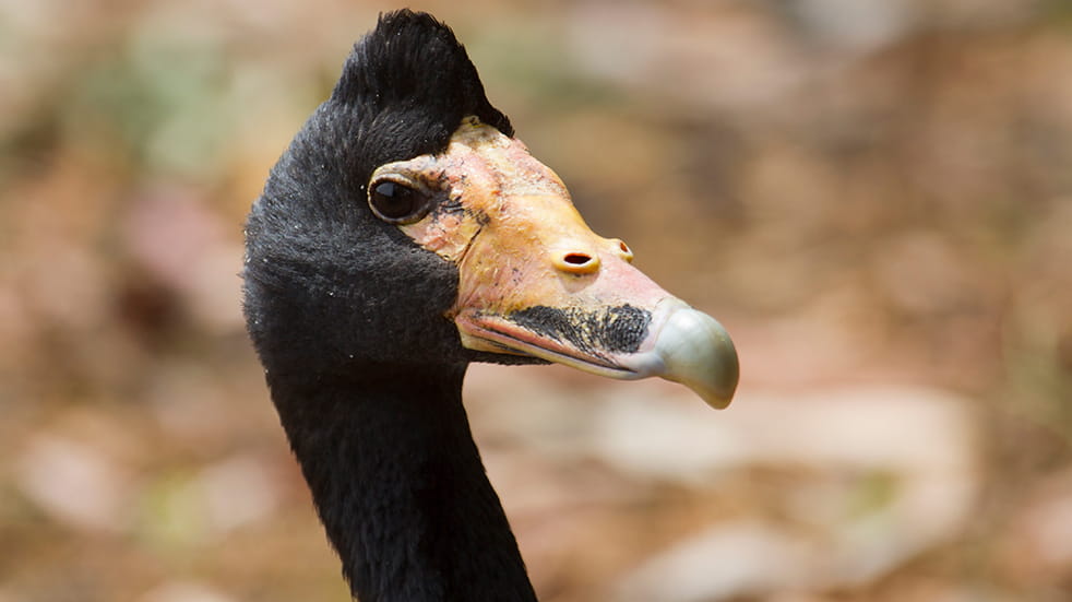 Best of Australia's Northern Territory: magpie goose